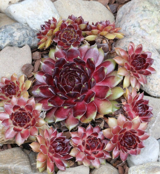 Hauswurz Gewächse zwischen Steinen