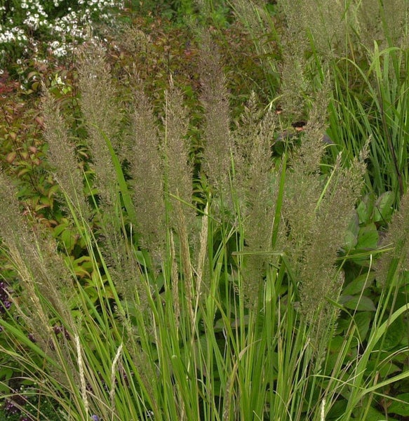 Pflanzenbild von Pfeifengras im Gartenbeet