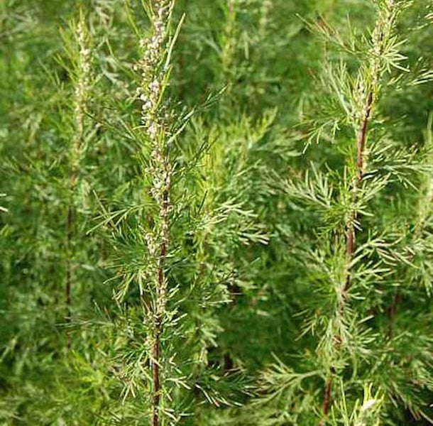 Nahaufnahme von Eberraute Pflanzen mit gefiederten Blättern und kleinen Blüten.