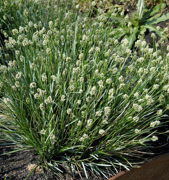 Büschelrasen mit Blüten