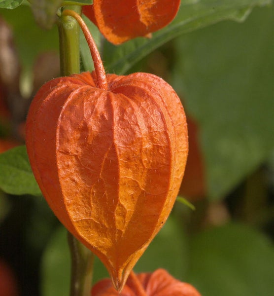 Lampionblume auf Nahaufnahme