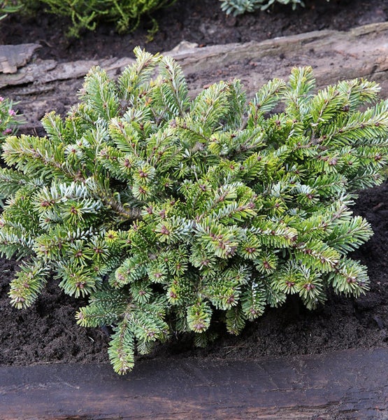 Koreatanne in einer Gartenumgebung