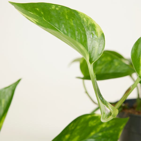 Bloomique - Scindapsus Aureum - Efeutute - Hängepflanze - Zimmerpflanzen - Kletterpflanzen für drinnen - Pflegeleicht - Luftreinigend - Höhe 10-20 cm - Topf 12 cm