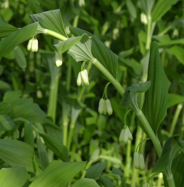 Aufrechtes Salomonssiegel im Garten