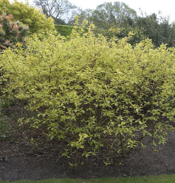 Gelbblättriger Hartriegel Strauch im Garten.