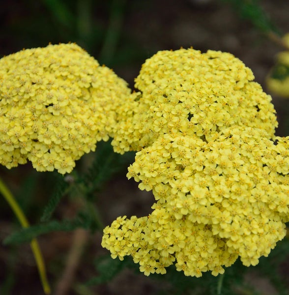 Gelbe Schafgarbe im Detail.