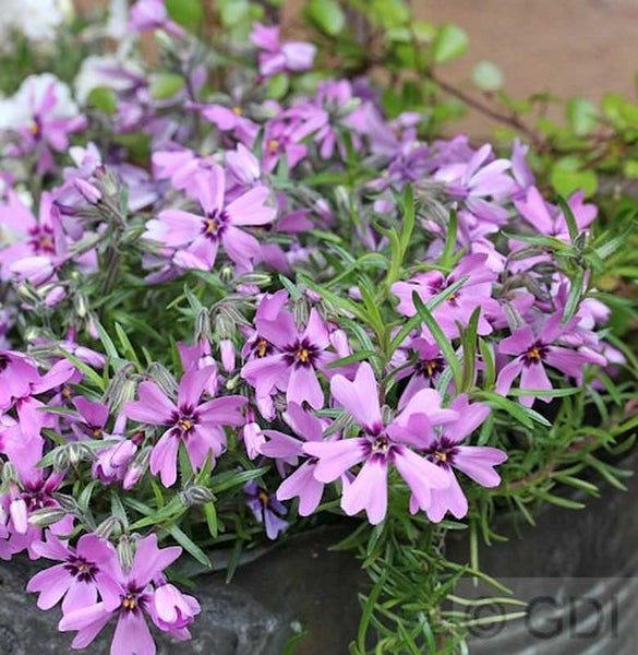 Blütenpolster mit purpurfarbenen Blüten
