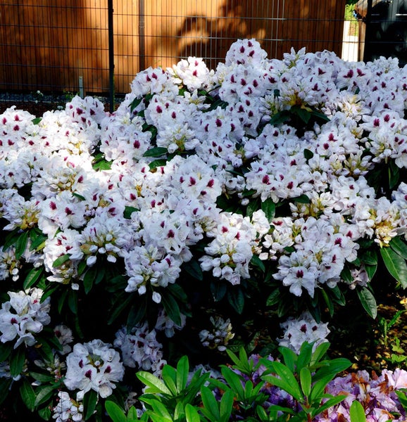 Blühender Rhododendron im Garten