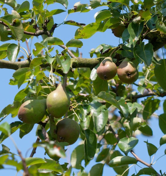 Birnenbaum mit reifen Früchten und grünen Blättern vor blauem Himmel