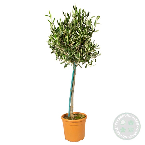 Bloomique - 2er-Set - Olea Europaea - Olivenbaum auf Stamm - Gartenpflanzen - Winterhart - Inklusive Pflanzennahrung - 80-100 cm Hoch - Topf 19 cm