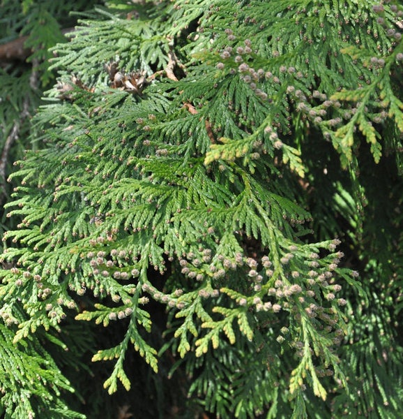 Nahaufnahme von Thuja-Zweigen mit Zapfen