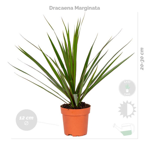 4x Pflegefreundliche Mischung - Zimmerpflanze – ⌀12 cm - ↕ 25-45 cm
