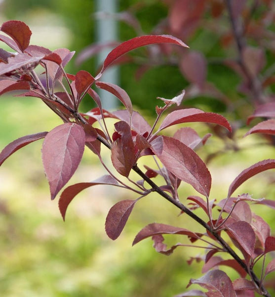 Zweig eines Zierapfelbaums mit rotem Laub