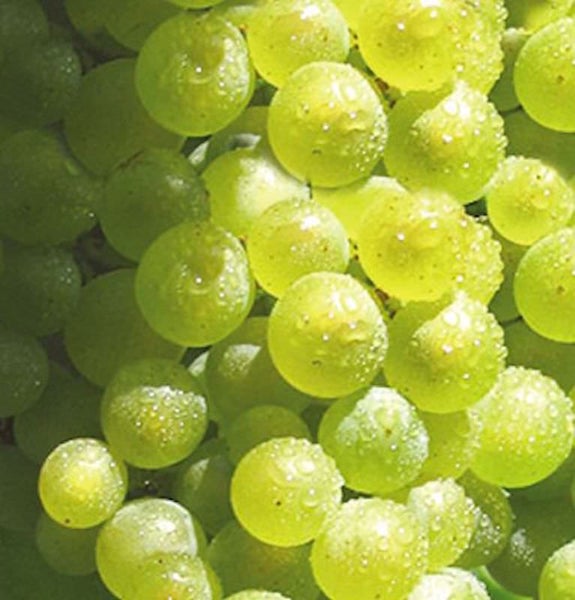 Nahaufnahme von grünen Trauben mit Wassertropfen