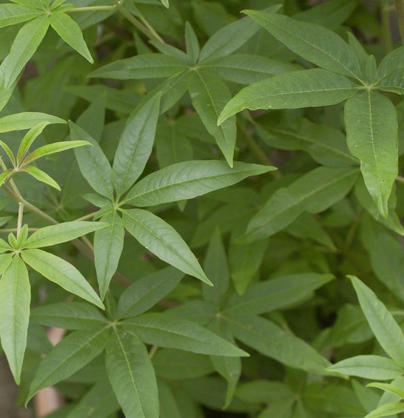 Nahaufnahme einer Pflanze mit grünen Blättern