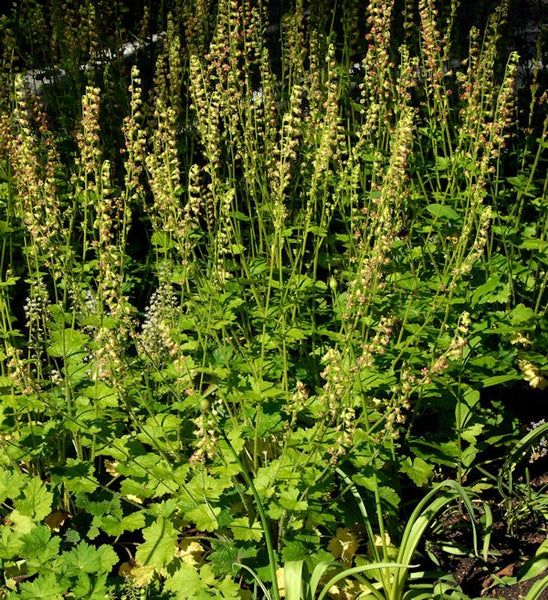 Gruppe von Schaumblüten im Garten.