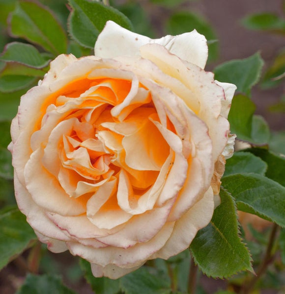 Nahaufnahme einer einzelnen Rose mit Blättern