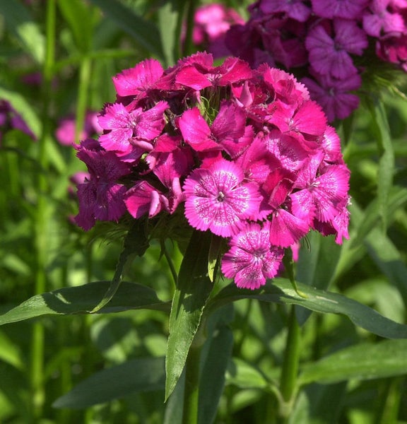 Nahaufnahme einer rosafarbenen Nelkenblüte im Garten.