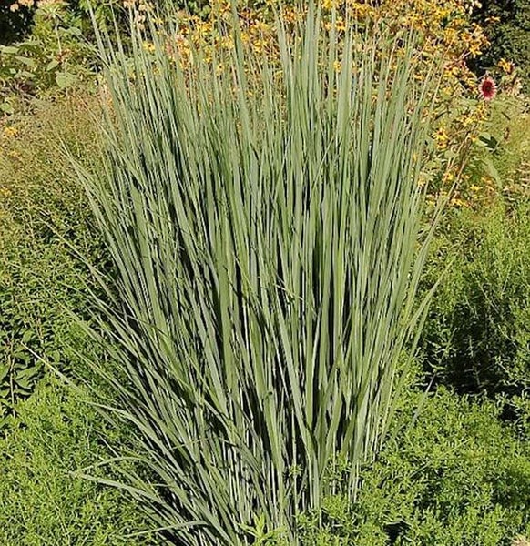 Büschel von Ziergras im Garten