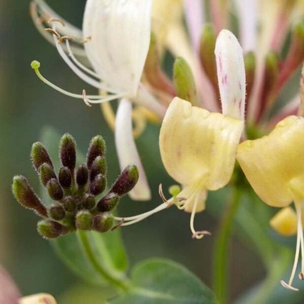 Bloomique - 2er-Set - Lonicera periclymenum - Wildes Geißblatt - Gelb - Kletterpflanzen - Gartenpflanzen - Winterhart - Topf 15 cm - 70-80 cm hoch