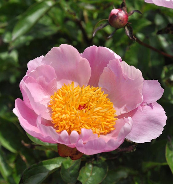 Nahaufnahme einer Pfingstrose mit gelber Mitte im Garten