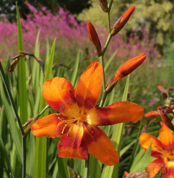 Nahaufnahme einer Montbretie-Blume im Garten