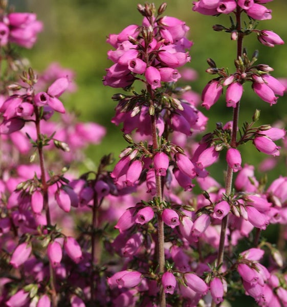 Besenheide mit rosafarbenen Blüten