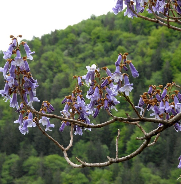 Blütenstand des Blauglockenbaums mit lila Blüten vor bewaldetem Hügel