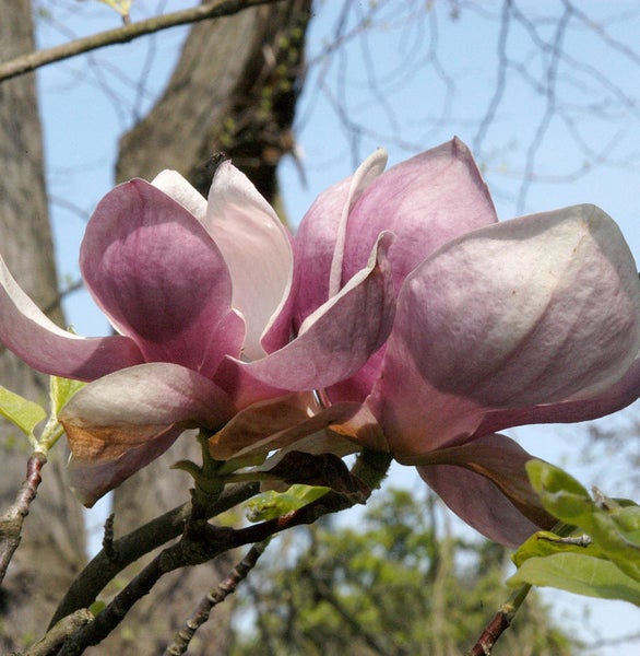 Nahaufnahme einer Magnolienblüte am Magnolienbaum