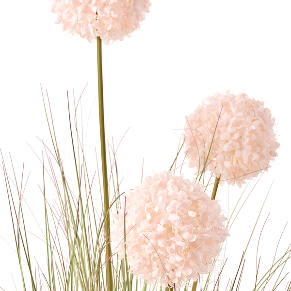 Dekorative Zierlauch-Arrangements mit Gräsern für Innenräume