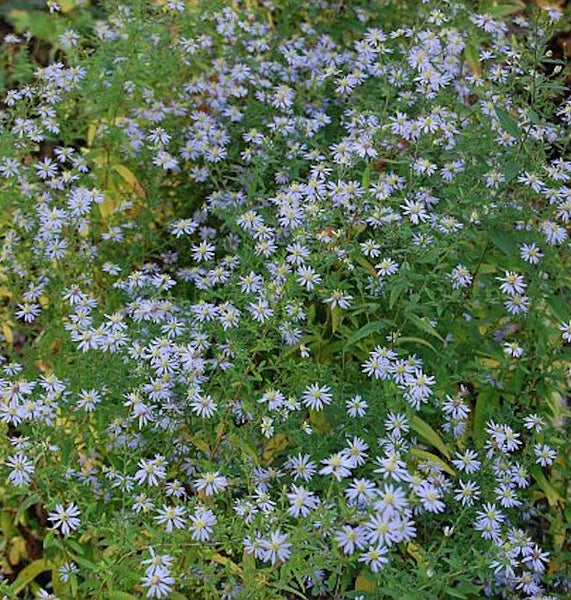 Detailaufnahme von Raublatt-Aster mit vielen kleinen Blüten