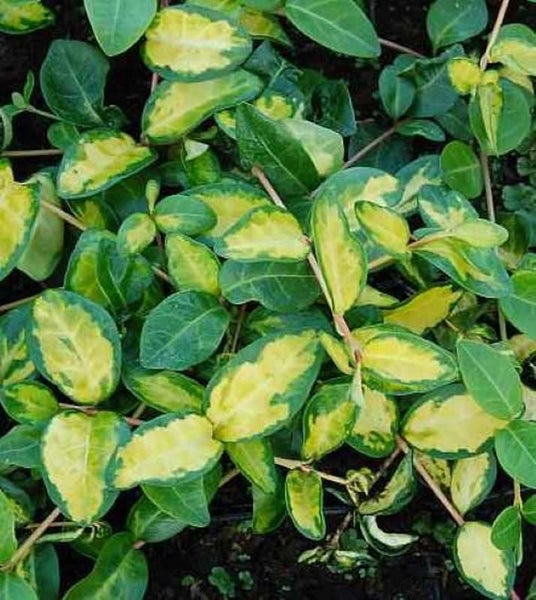 Immergrünes Geißblatt mit grün-gelben Blättern.