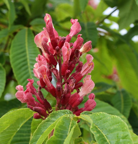 Rosskastanienblüte mit Blättern