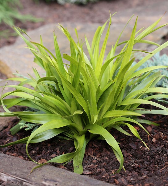 Grüne Zierpflanze im Gartenbeet
