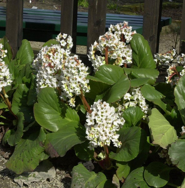 Blühende Bergenie mit grünen Blättern im Garten
