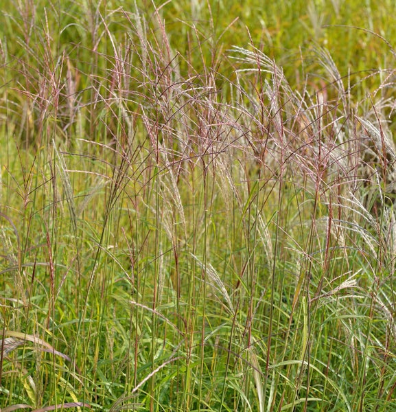 Chinaschilf im Garten
