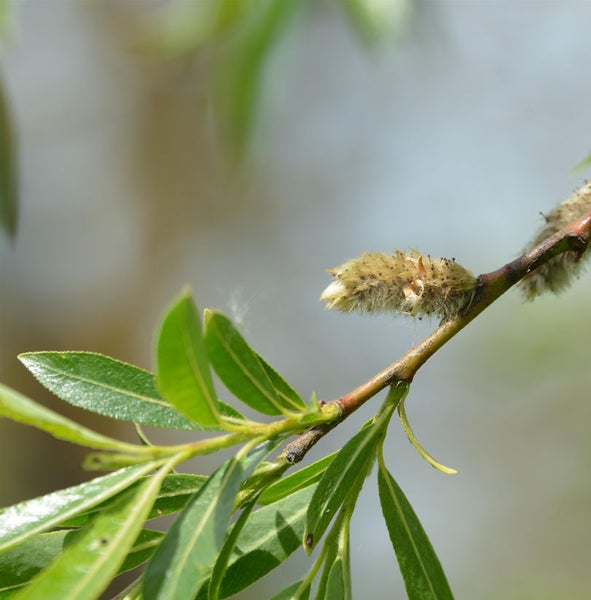 Nahaufnahme eines Zweigs mit Kätzchenweide und Blättern