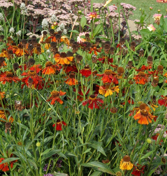 Blühende Helenium-Pflanzen im Gartenbeet