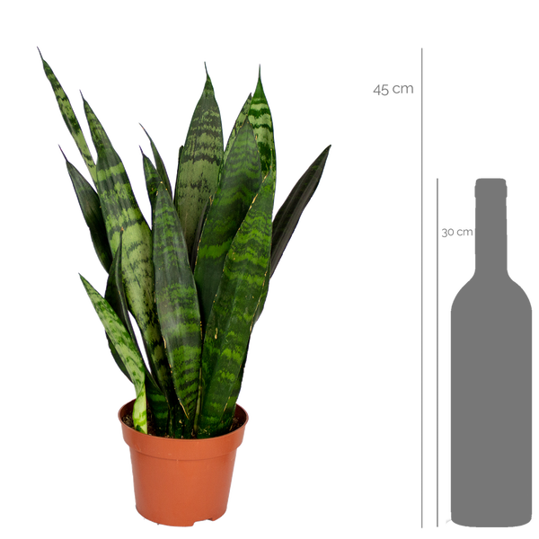 Bloomique - Sansevieria Black Coral - Schwiegermutterzunge - Bogenhanf - Zimmerpflanzen - Luftreinigend - Sehr pflegeleicht - 20-30 cm Hoch - Topf 12 cm