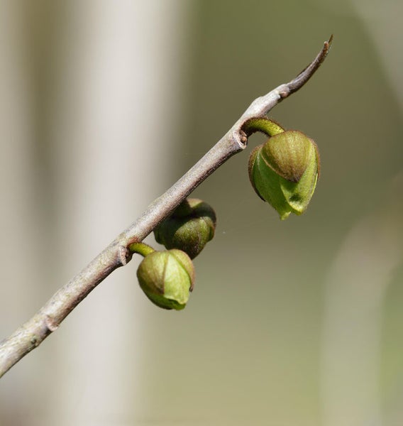 Zweig mit noch geschlossenen Blütenknospen