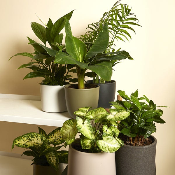 Bloomique – Grüne Zimmerpflanzen Mischung – 6er-Set – Mit Bananenpflanze, Kaffeepflanze, Syngomium Pixie, Chamaedorea Elegans, Spathiphillium, Dieffenbachia – ⌀12 cm - ↕ 25-45 cm