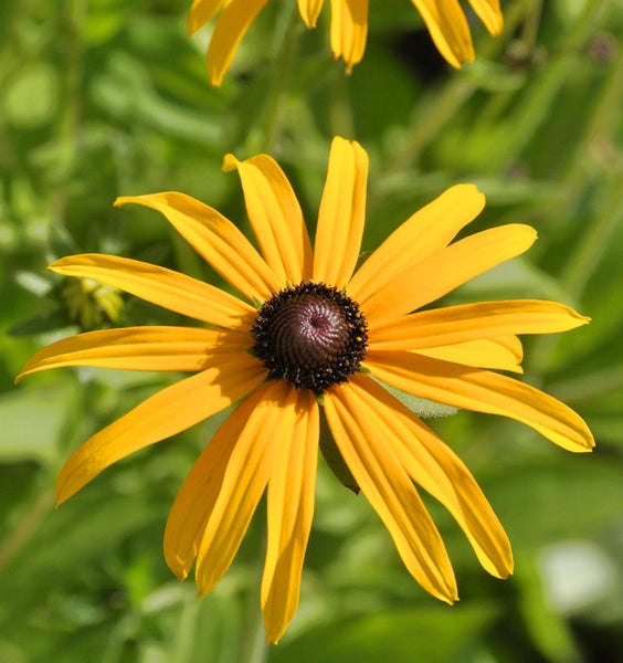 Gelbe Rudbeckia Blüte mit dunklem Zentrum