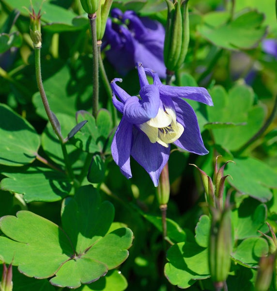 Nahaufnahme einer blauen Akelei im Garten.