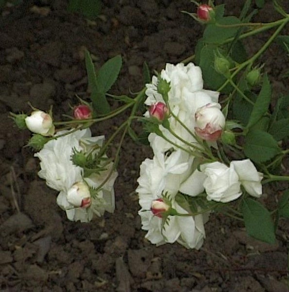 Nahaufnahme von weißen Rosenblüten mit grünen Blättern und Knospen