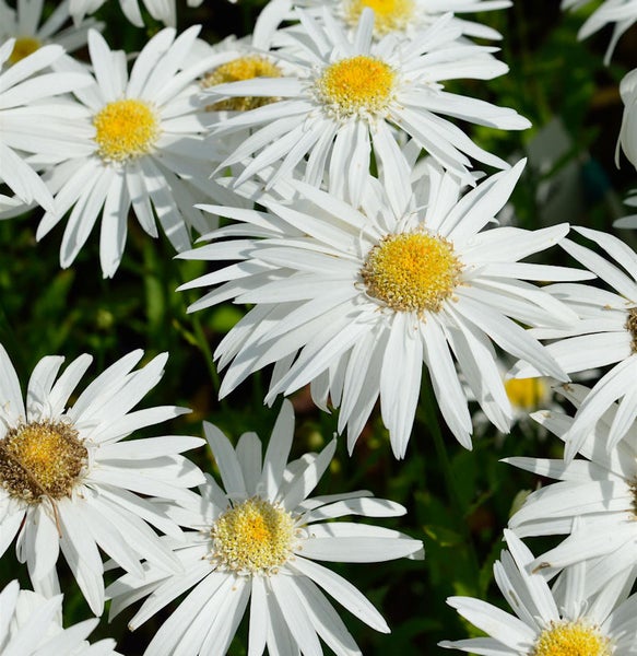 Nahaufnahme von weissen Gartenmargeriten mit gelben Blütenkörben