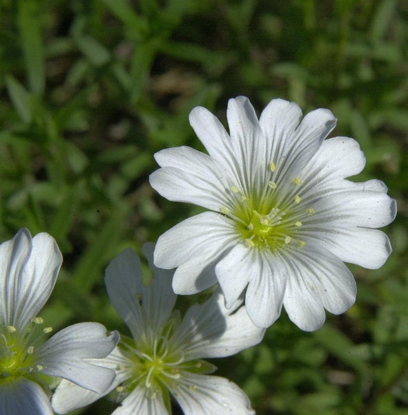 Blüten der Gewöhnlichen Hornkraut Pflanze im Nahbereich