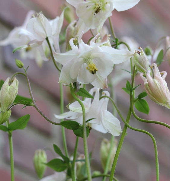 Nahaufnahme weißer Akelei-Blüten