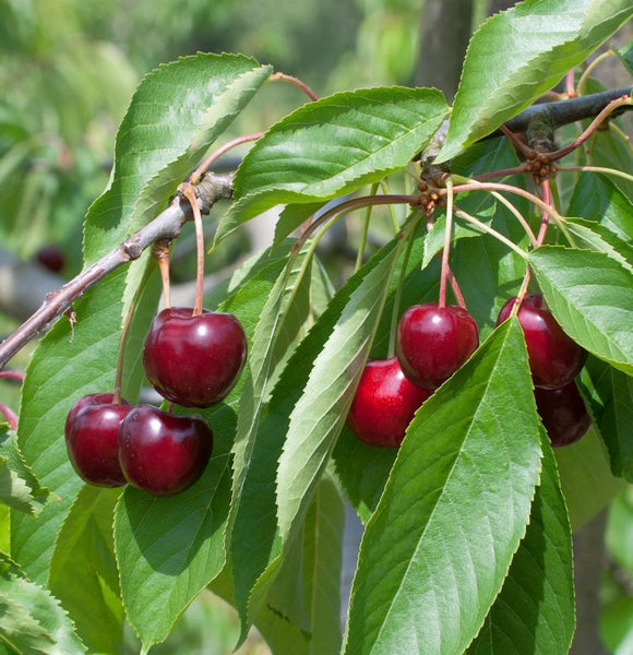 Süßkirschen am Baum