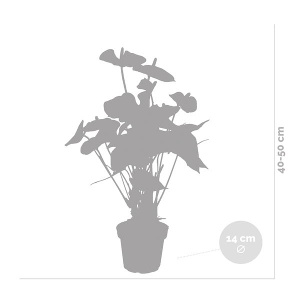 Bloomique - Anthurium Andreanum - Orange - Flamingoblume - Blühende Zimmerpflanzen - Pflegeleicht - Höhe 40-50 cm - Topf 14 cm