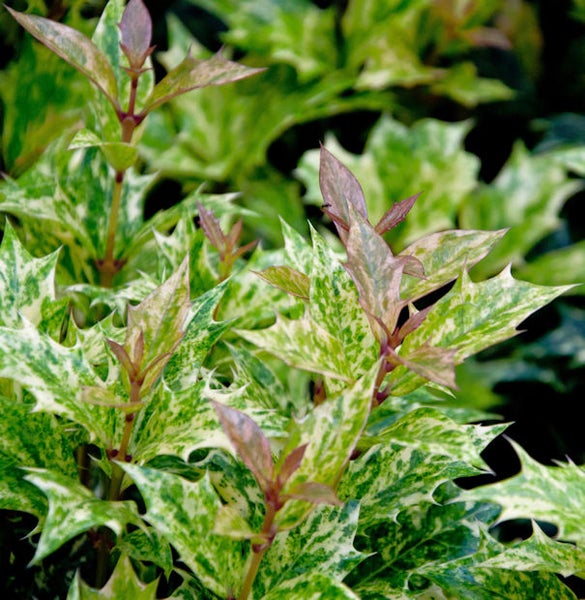 Stechpalme mit grün-weißen Blättern